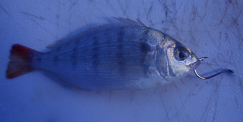 rigging a pinfish through the nose, the pinfish will live a long time when rigged this way