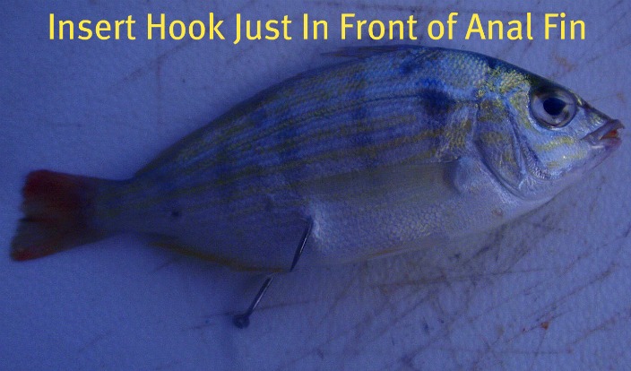 rig a pinfish through the belly for erratic movement to draw in the big fish