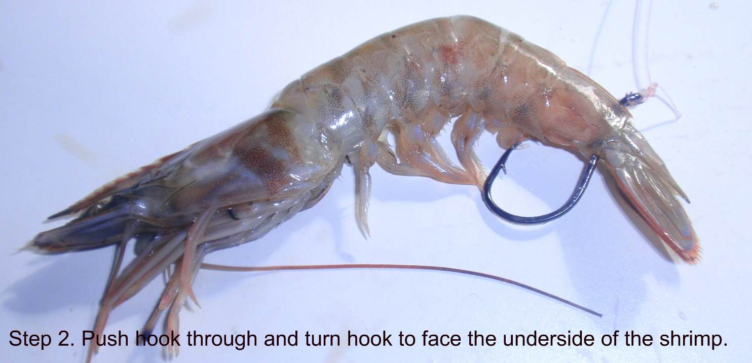 rigging sand shrimp