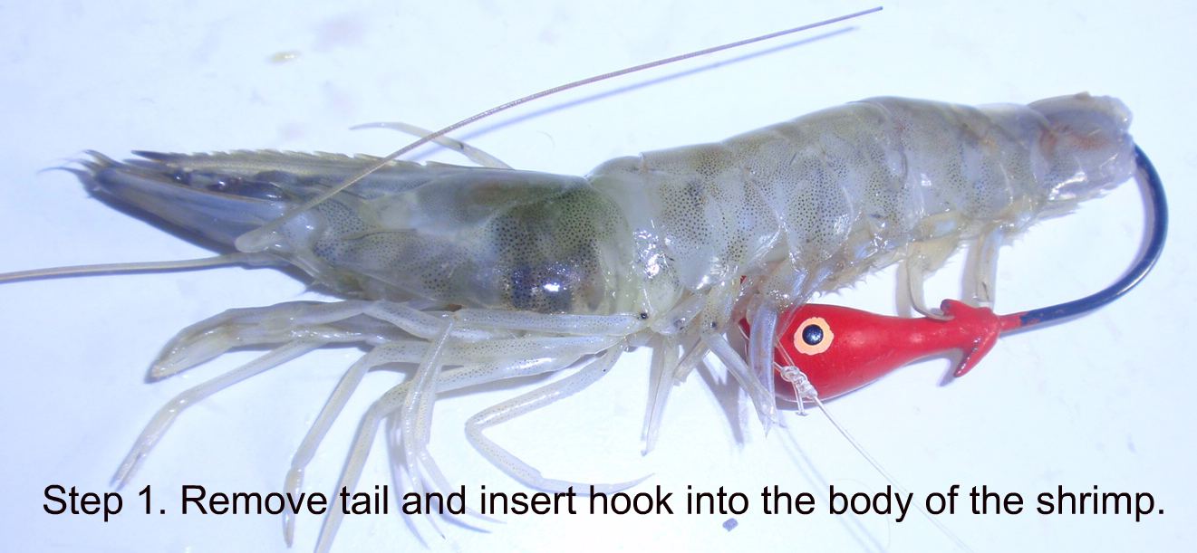 rigging_a_shrimp_with_a_jighead_in_the_tail_step_1