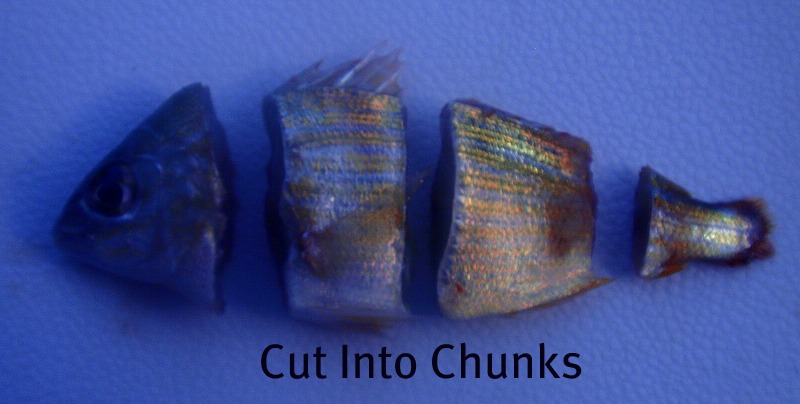 cut pinfish into chunks or steaks for cut bait to catch snook, redfish, trout and other fish