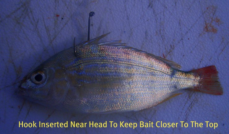 rig a pinfish in the back for many inshore and offshore species