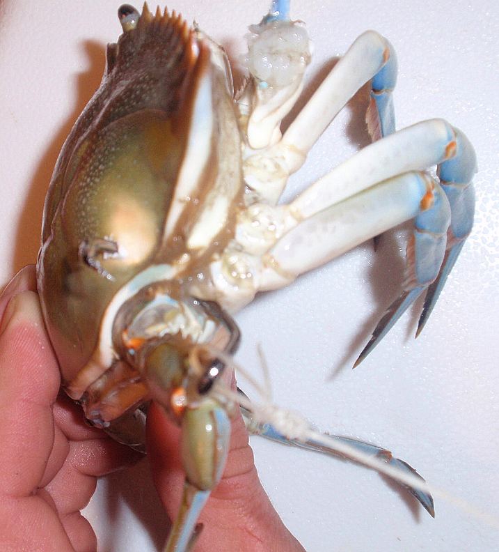 Rigging_a_blue_crab