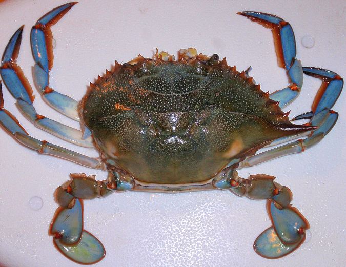 https://www.florida-fishing-insider.com/images/Blue_crab.jpg