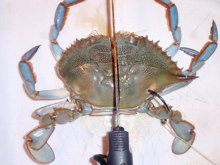 Rigging_half_a_blue_crab