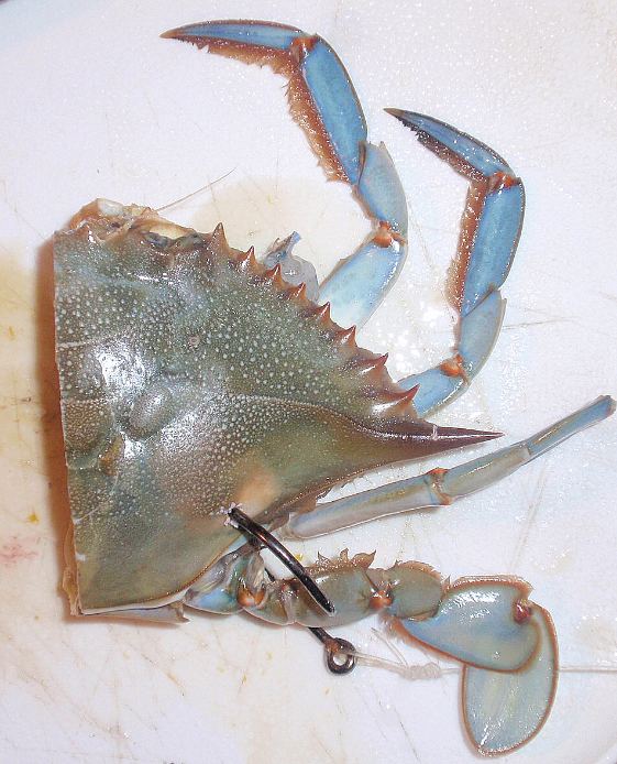 Rigging_a_blue_crab_cut_in_half