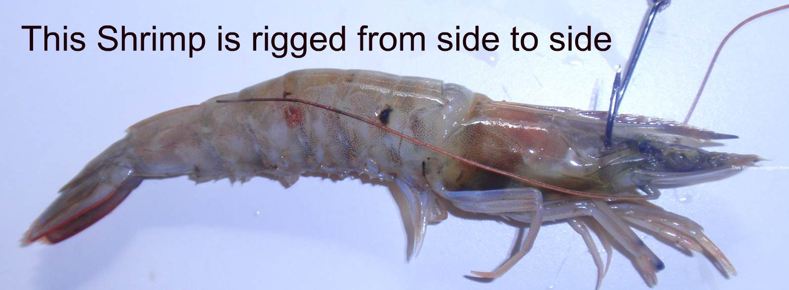 freelining a live shrimp rigged through the head