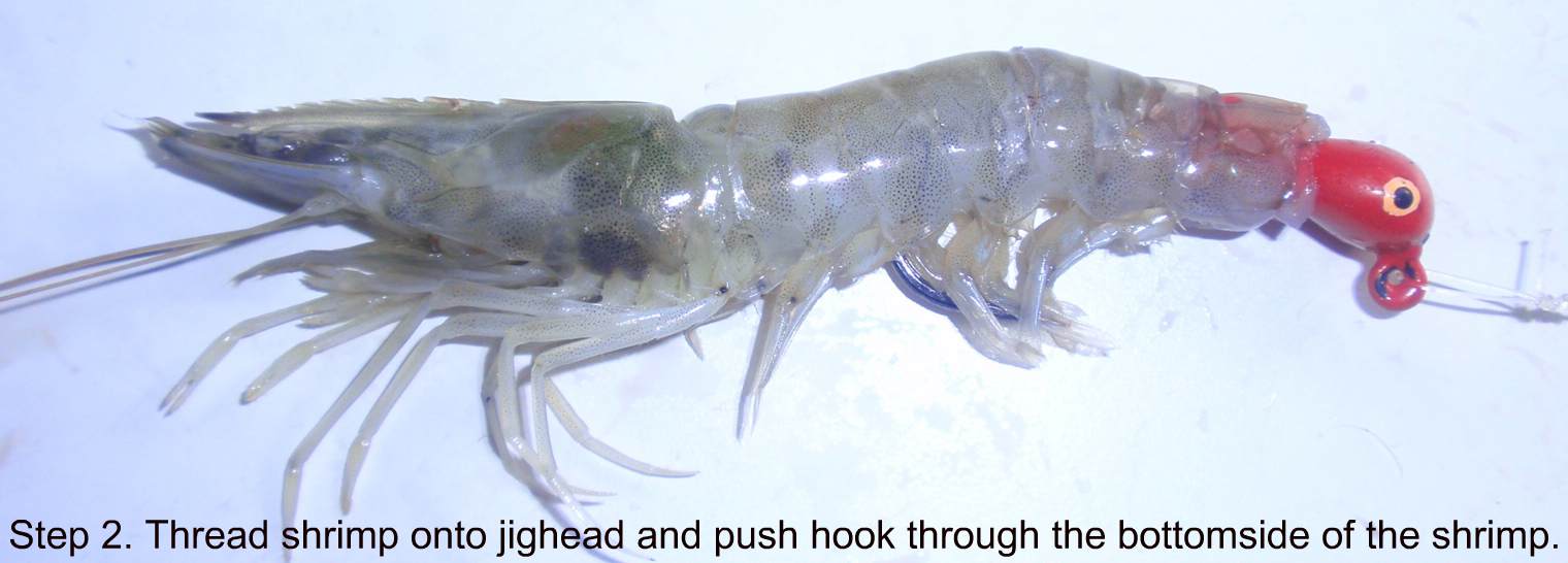 rigging_a_shrimp_with_a_jighead_in_the_tail_step_2