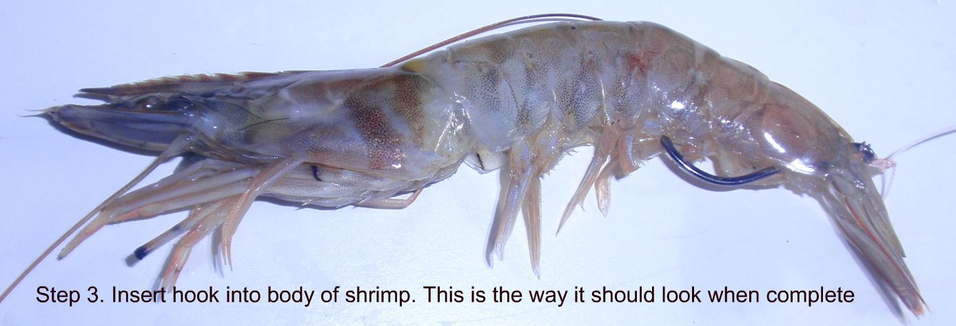 rigging_a_shrimp_weedless_step_3