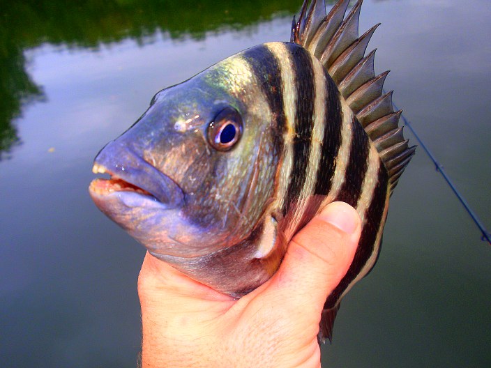 Sheepshead fishing is graet in february. Catch these convict fish using fiddler crabs and cut shrimp