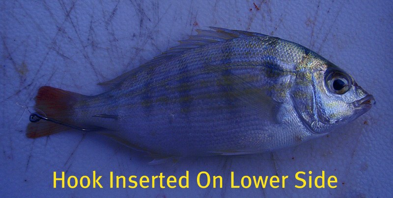 how to rig a pinfish through the tail