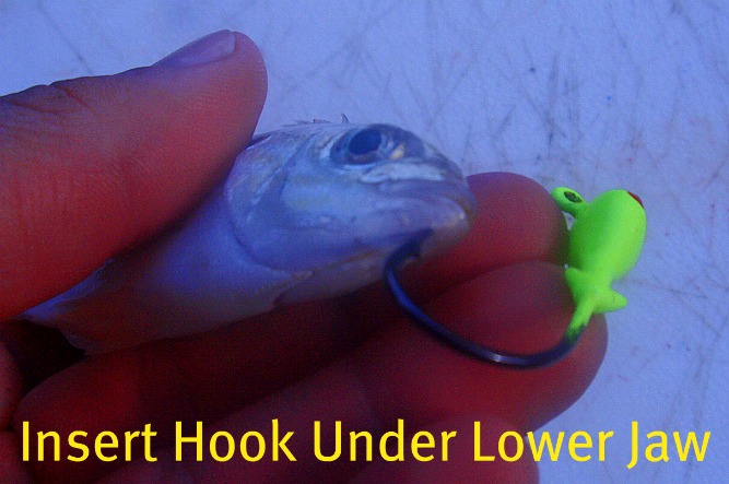 pinfish and jighead inserting the hook through the lower jaw of the pinfish to catch snook, redfish, and trout
