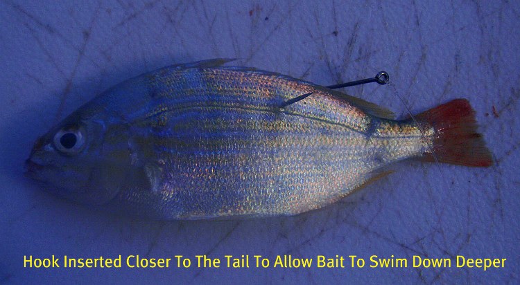 rigging pinfish through the back to catch many inshore and offshore species
