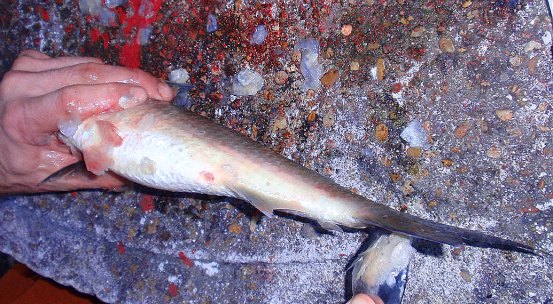 gandy_bridge_black_drum_fish