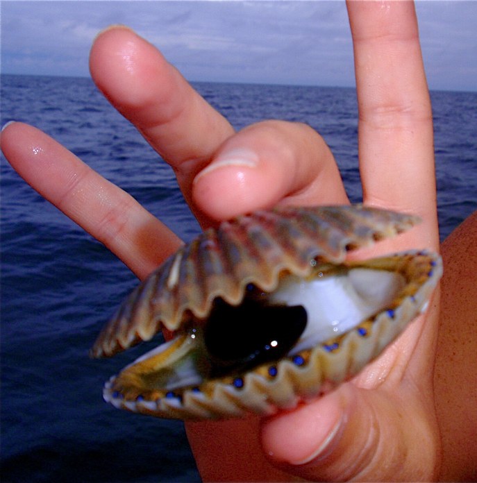 upclose look of a scallop caught out of homosassa florida