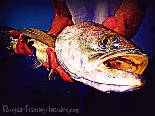 Indian River Redfish