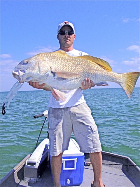 fort desoto Florida school of black drum caught using a gulp shrimp