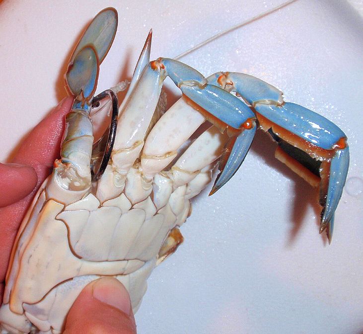 How_to_rig_a_blue_crab